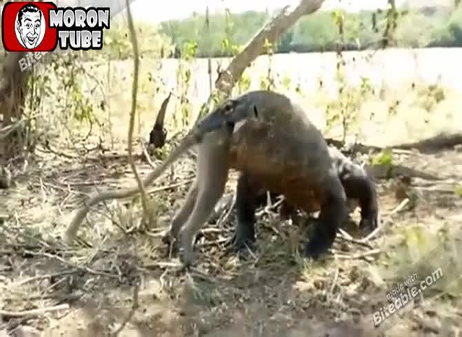 Video :A monkey is completely eaten by a Komodo dragon!